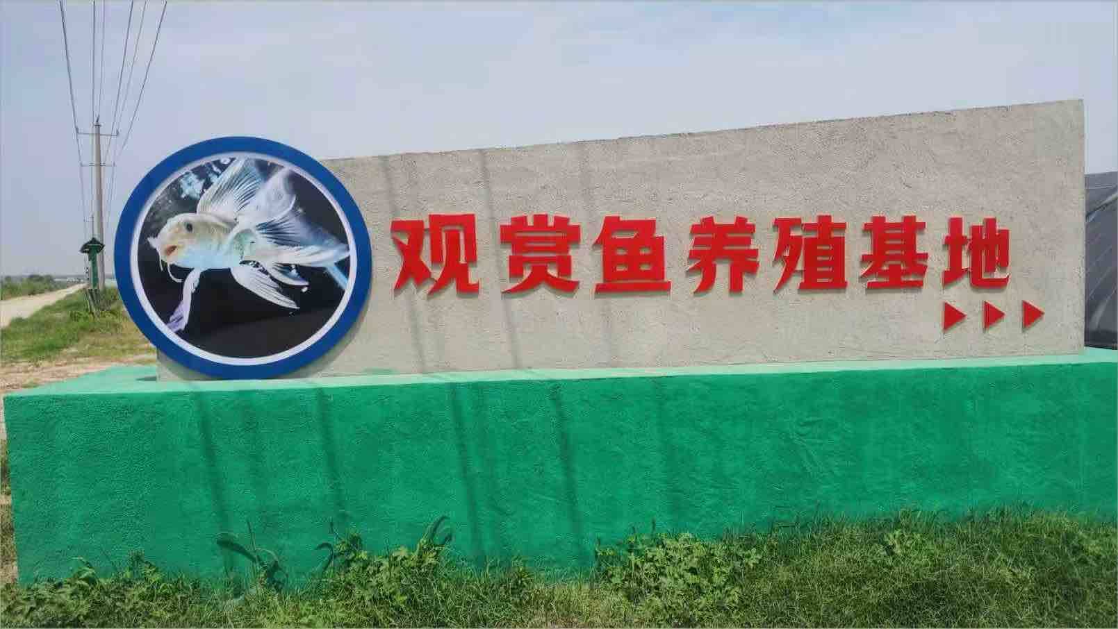 【乡村振兴看东明】东明县沙窝镇：政企科研联动破难题 观赏鱼“游”出新产业