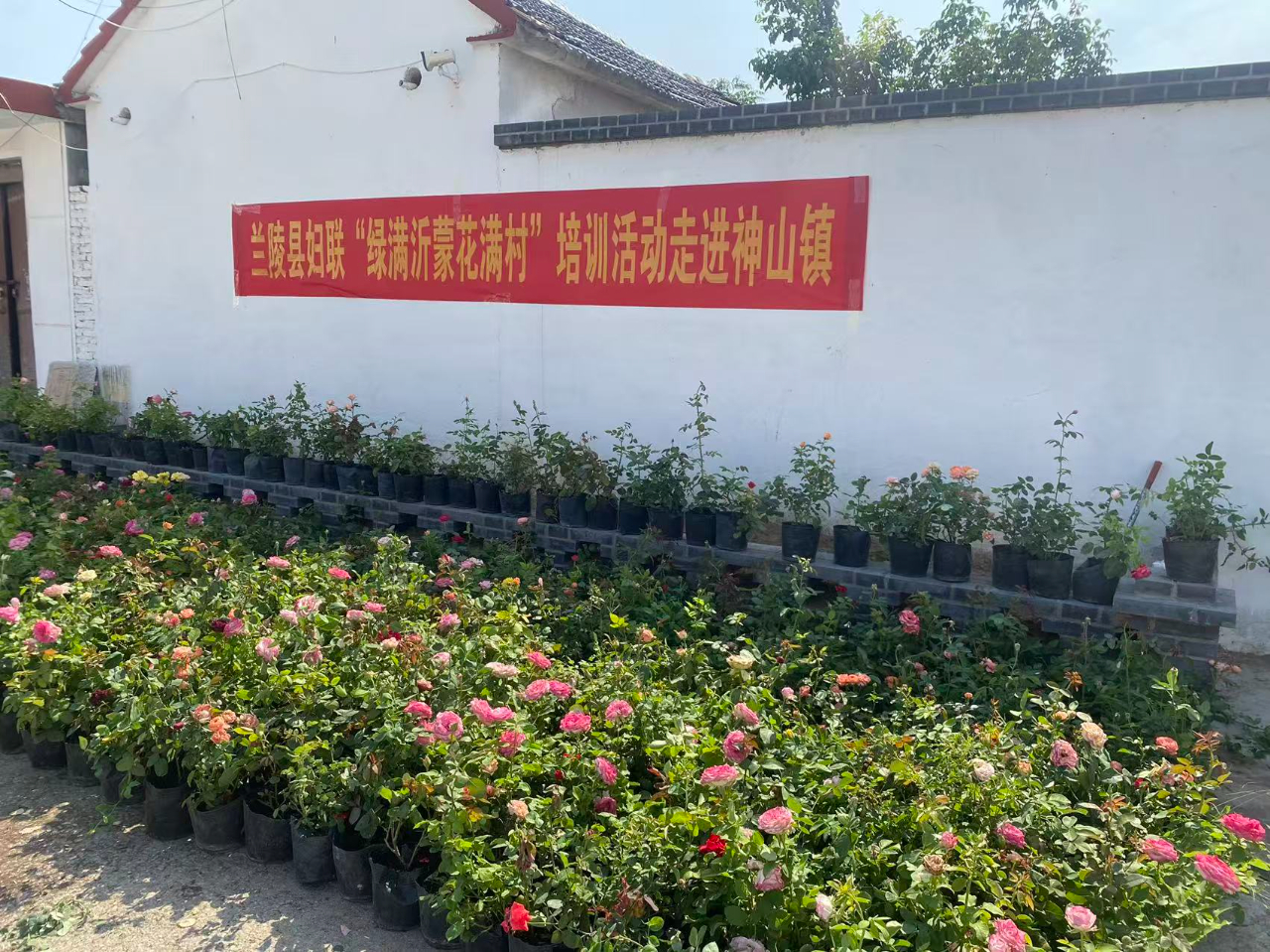 【绿满沂蒙花满村 巾帼添彩美乡村】 兰陵县妇联“绿满沂蒙花满村”培训活动 走进神山镇