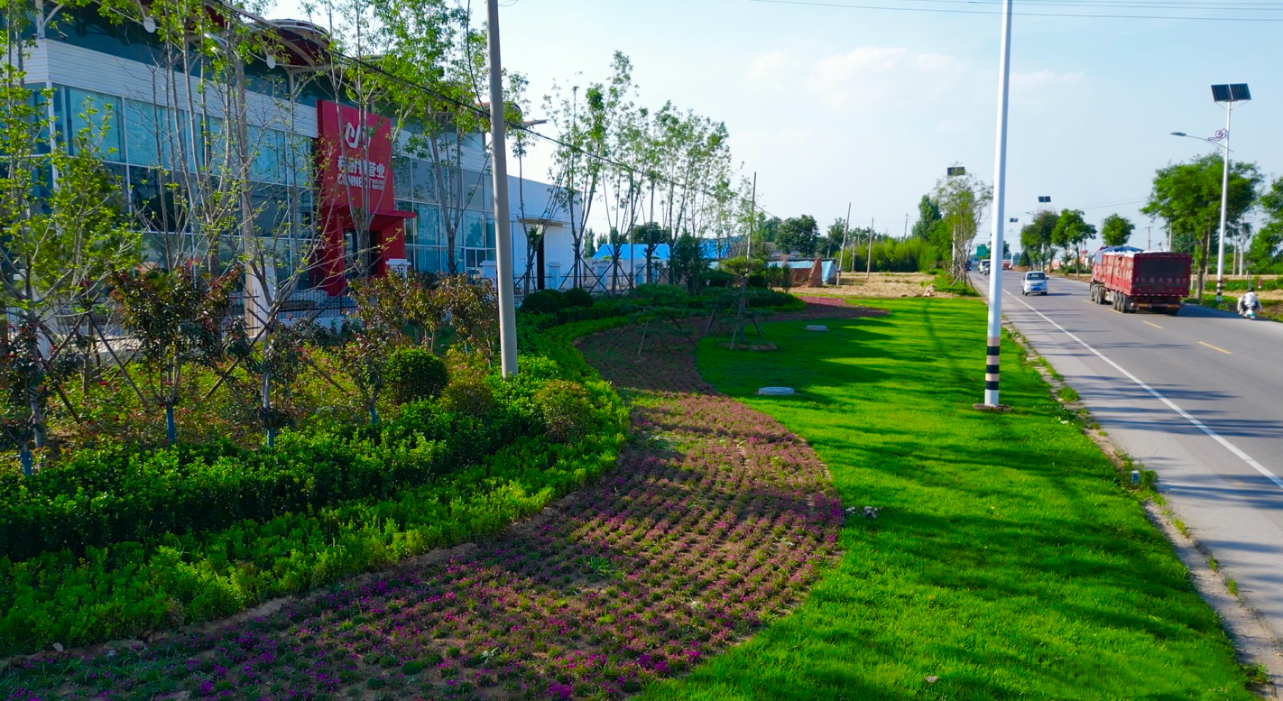 安临站镇：道路绿化提升扮靓乡村“风景线”