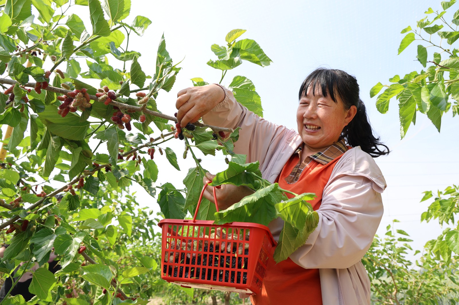 邹平市魏桥镇：一树桑果熟 一村烟火兴