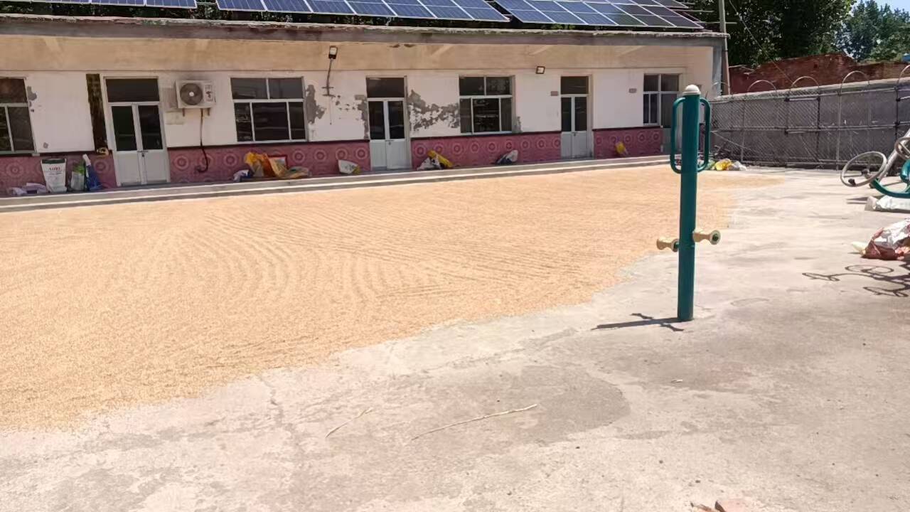 【三夏进行时】姚寨镇：靠前服务助晾晒  护航粮食丰产丰收