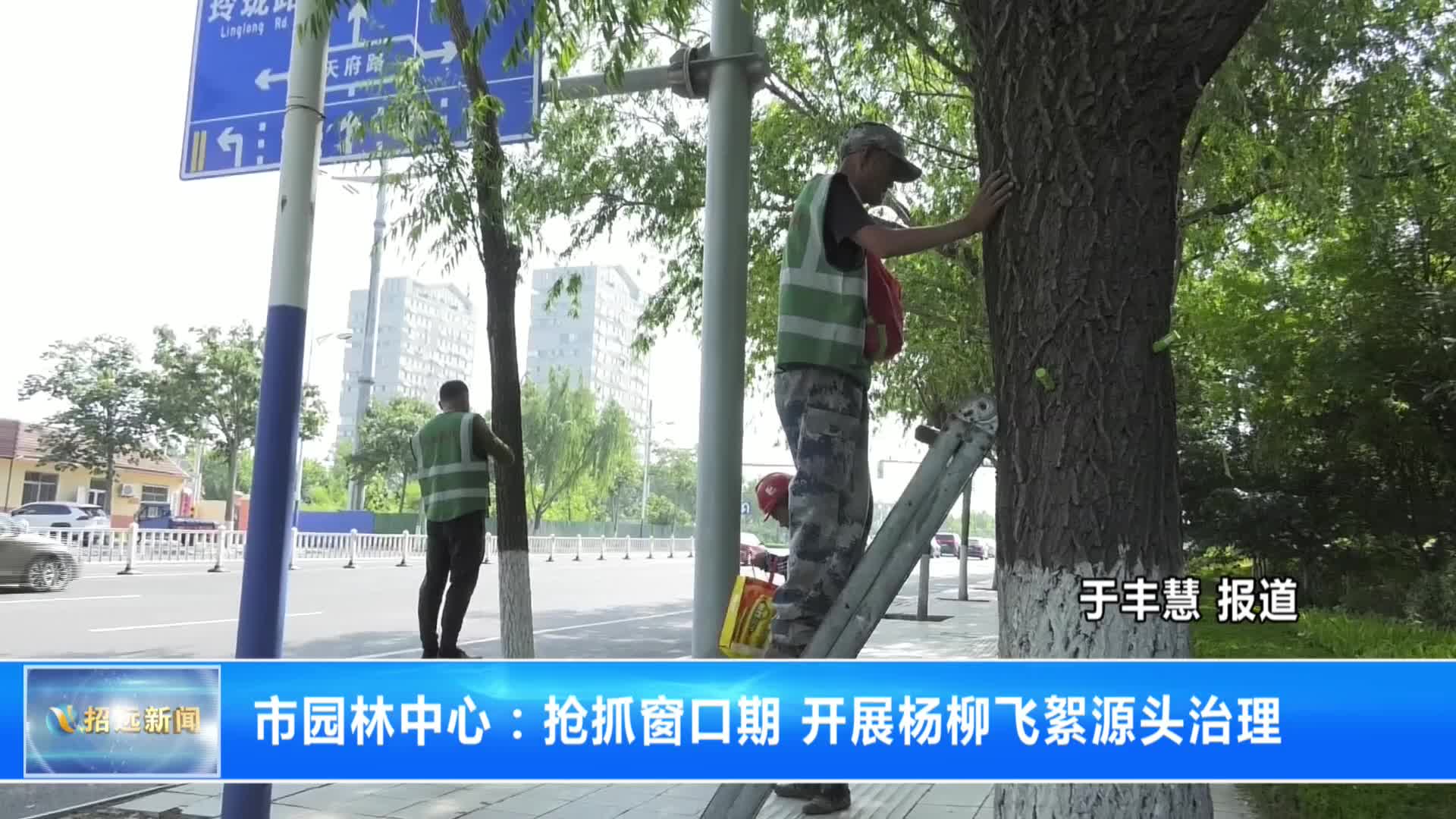 市园林中心：抢抓窗口期 开展杨柳飞絮源头治理