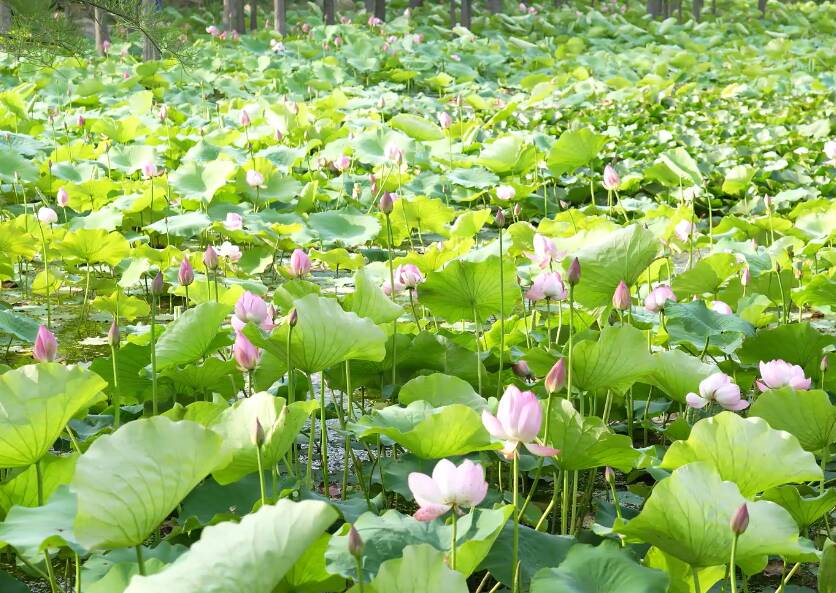 鱼鸟河公园：荷花绽放 满园芳华醉游人
