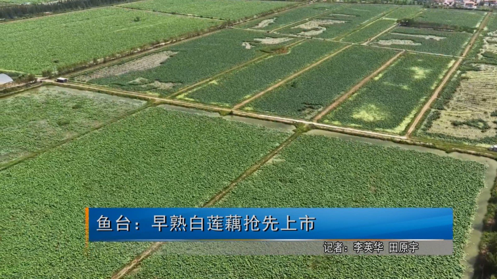 20260627鱼台：早熟白莲藕抢先上市