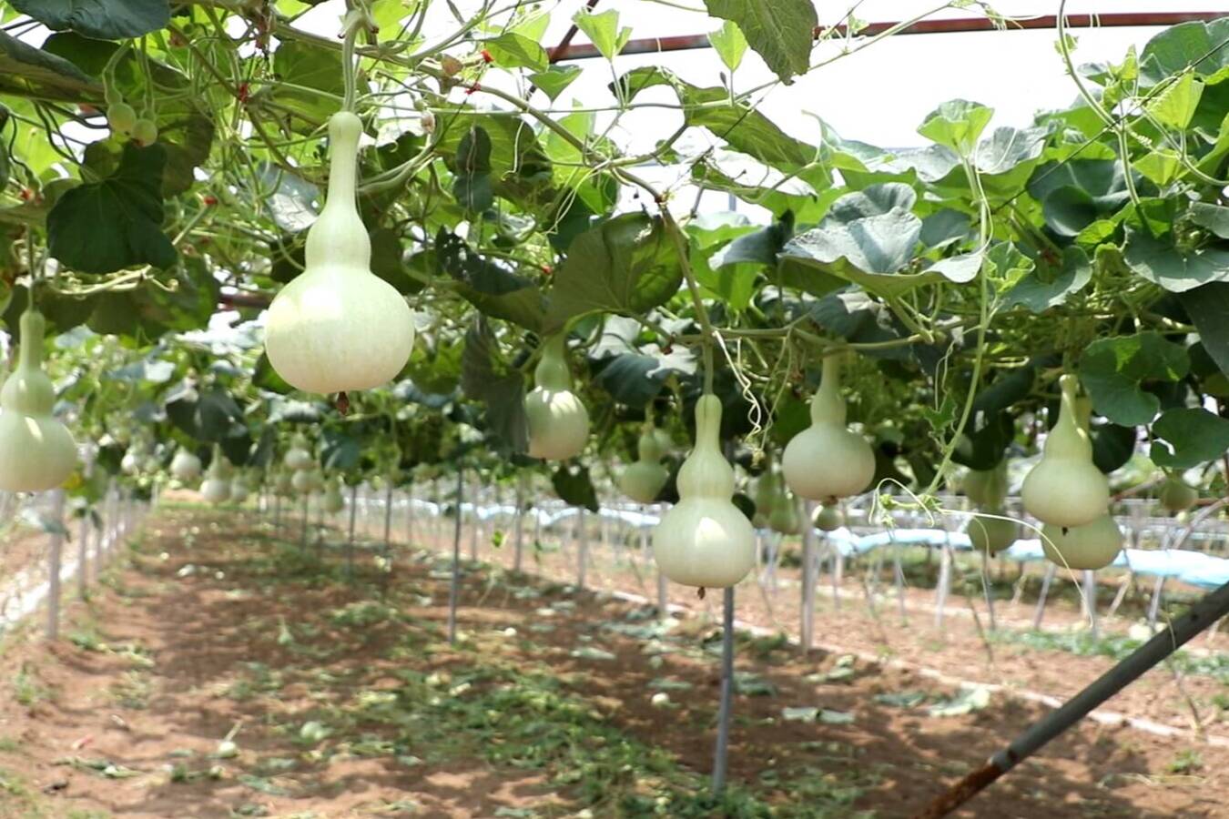 【打造乡村振兴齐鲁样板】葫芦里的财富密码
