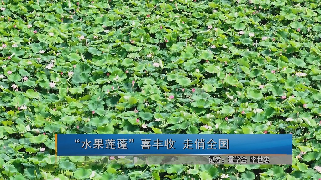 20260629“水果莲蓬”喜丰收 走俏全国