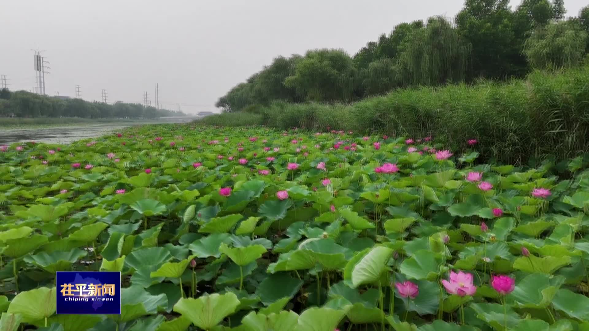 接天莲叶无穷碧，十里荷花美茌平