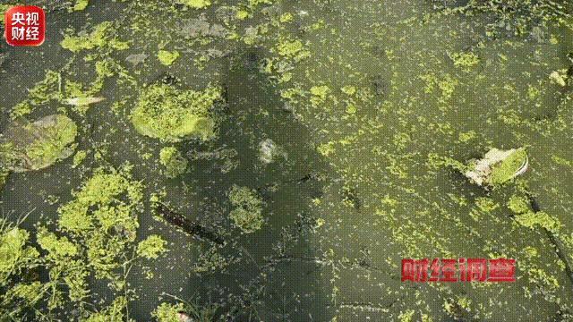 部分农村治污工程不治污反致污 治理项目问题频出