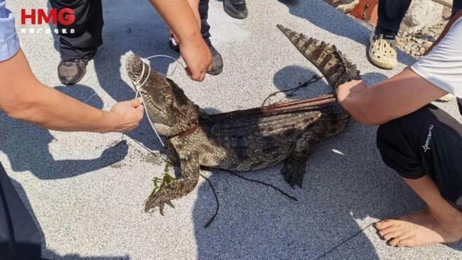 南阳出逃鳄鱼已被抓获 海洋馆拆迁致意外