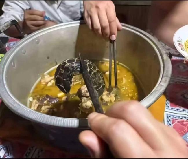 涉嫌渔猎玳瑁男将被遣送案发地调查 视频引发广泛关注