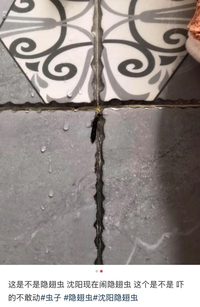 沈阳也发现隐翅虫了?专家回应 北方明显北扩趋势