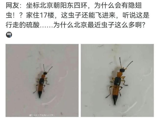 沈阳也发现隐翅虫了?专家回应 北方明显北扩趋势