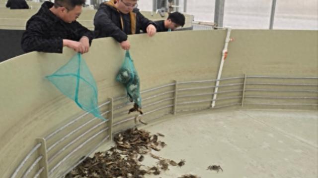 上海专家用新疆盐碱水养大闸蟹