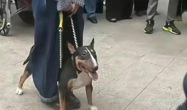 媒体评烈性犬牛头梗失控咬伤四五人 禁养犬盲区引发反思