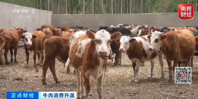 中秋国庆临近,牛肉消费旺季带动价格同比上涨近两成,养殖户利润大幅提升!