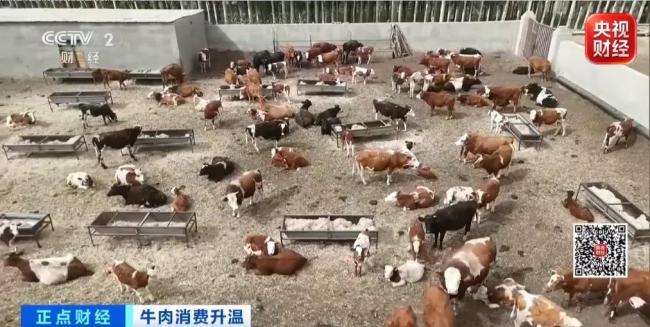 中秋国庆临近,牛肉消费旺季带动价格同比上涨近两成,养殖户利润大幅提升!