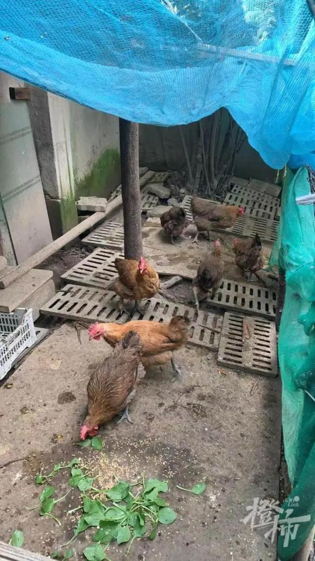 女子做饭发现三黄蛋:像中了彩票,罕见一幕引热议