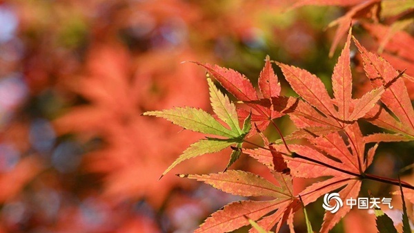 一年中最舒爽的“橙黄橘绿”时节