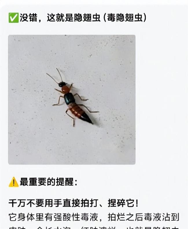 女子徒手掐隐翅虫玩结果中招了 隐翅虫毒液堪比“飞行硫酸”