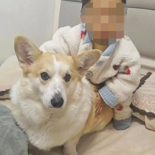 父亲遛狗2岁幼童独留家中坠亡
