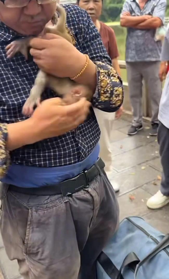 男子想抓猕猴宝宝回家养遭拦