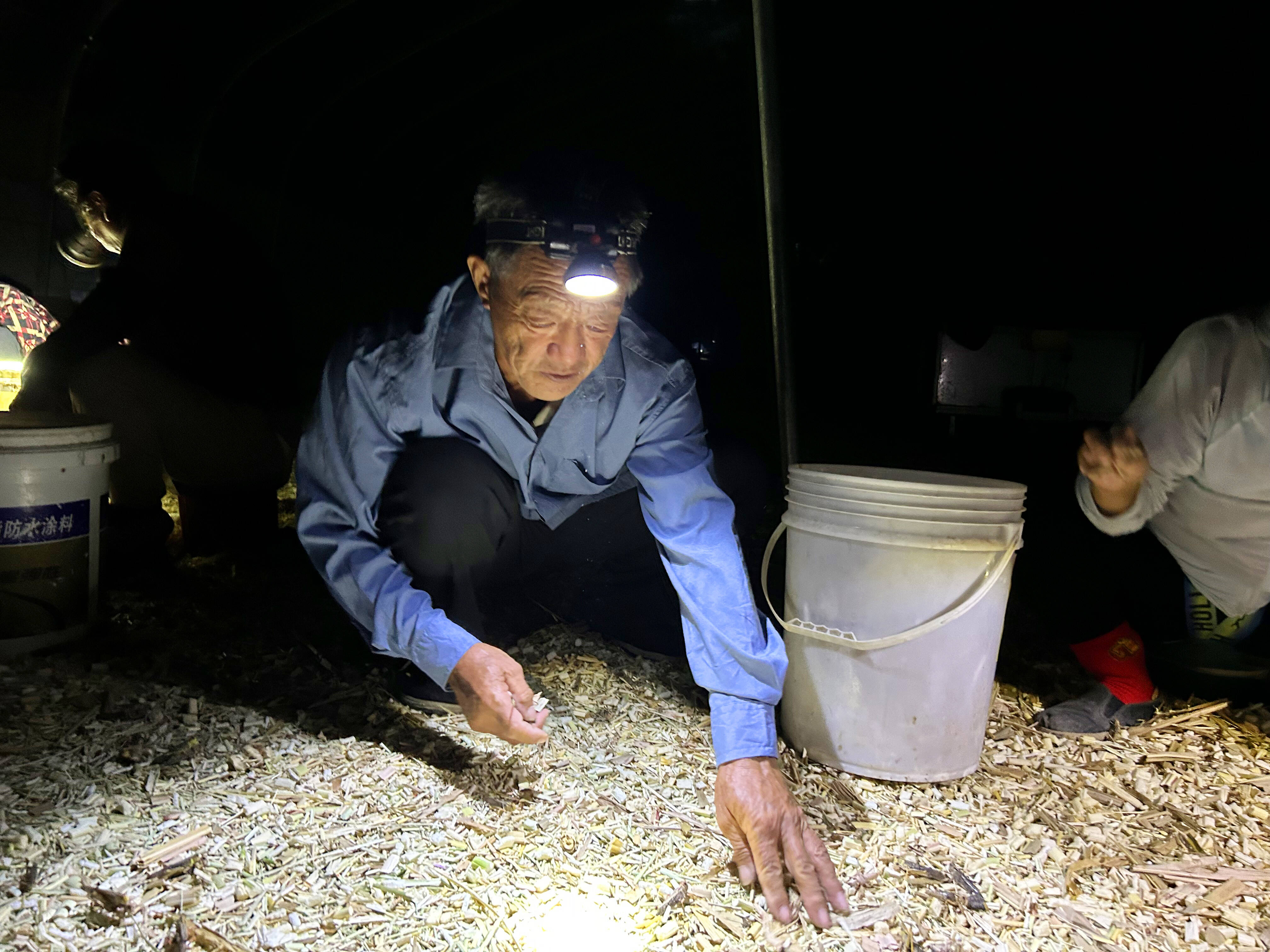 杜集镇：小蚂蚱串起致富链 飞蝗养殖实现三方共赢