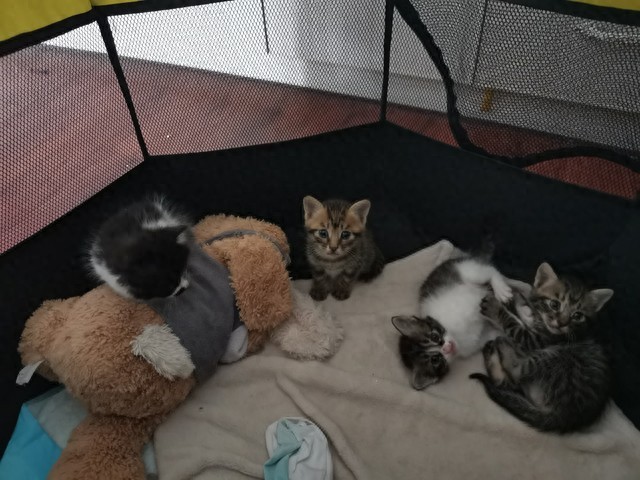 小猫寄养五天以为主人不要它了 猫咪的世界里离别从来都是此生不见