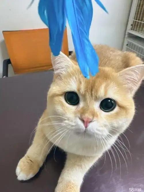 宠物猫坠亡家政赔15750元
