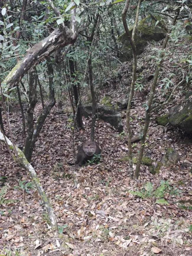 姑娘爬黄山遭猴群围攻 打8针疫苗 游客惊魂未定