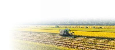 绘就丰收画卷 这四个地方给出答案 科技与产业助力增收
