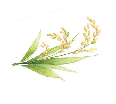 绘就丰收画卷 这四个地方给出答案 科技与产业助力增收