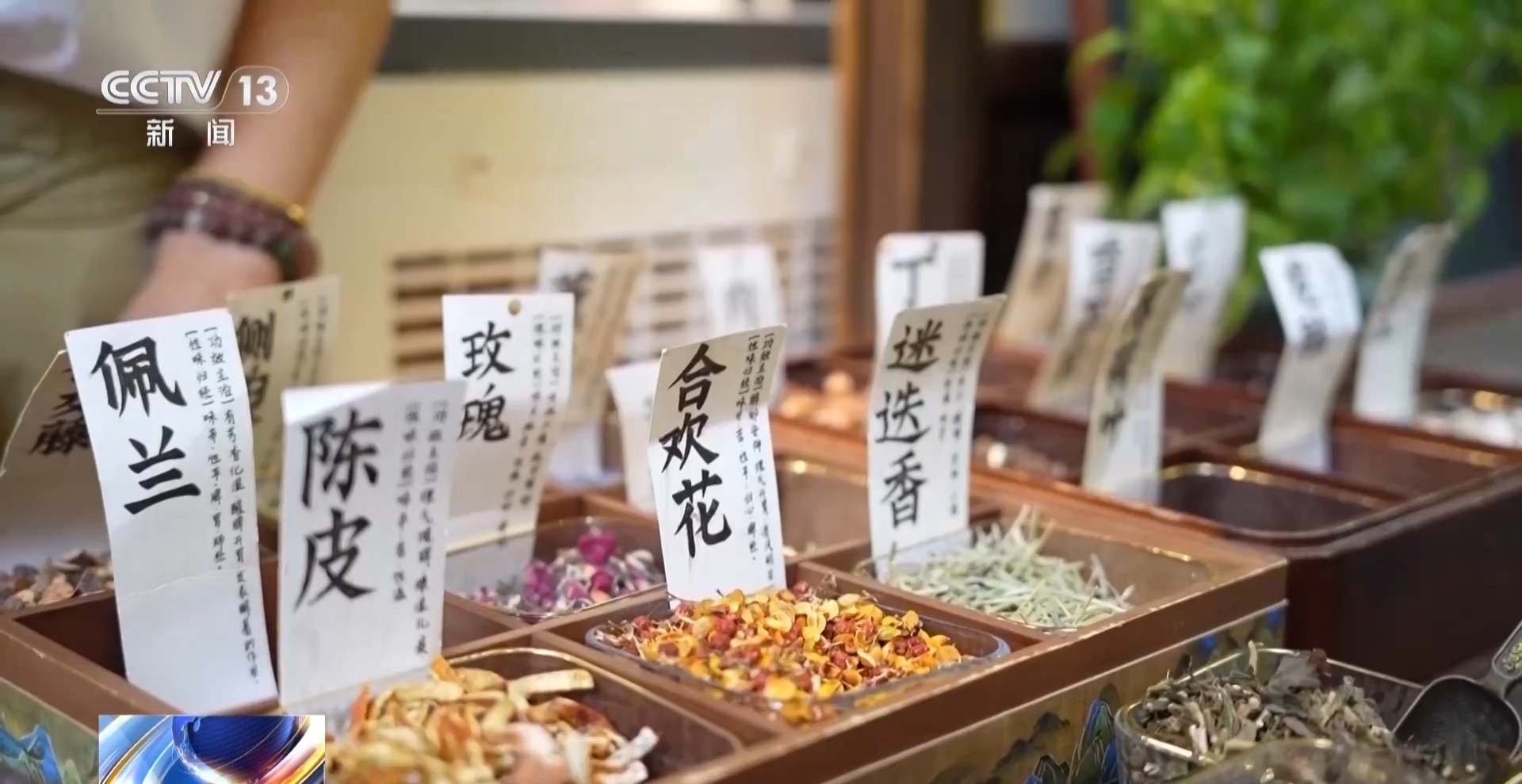 张伯礼谈中医药进校园!可游可品可学 中医药文化持续“圈粉”