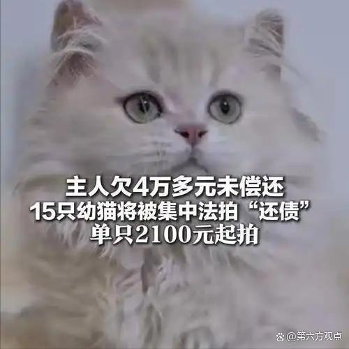 主人欠钱法院卖猫抵债
