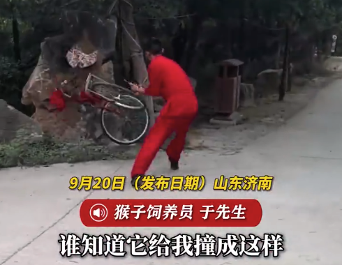 景区一猴子骑车下坡撞到石头,车撞歪变形,饲养员回应:不是故意的,猴子没事,自己也吓坏了