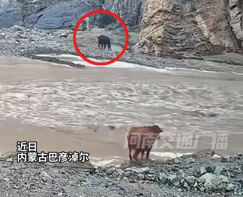 黄牛“靠数学物理”渡过湍急河流 网友:这智商,莫非偷偷上过物理课