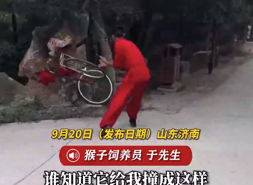 猴子骑车下坡撞到猴仰车翻 饲养员:车都撞歪了,猴子没事
