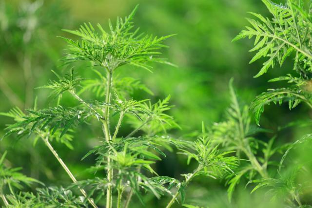 之前不过敏 今年突然过敏咋回事