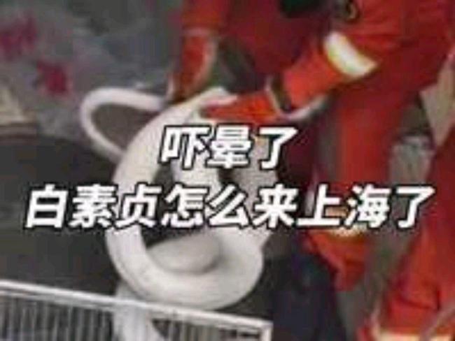 居民家中闯入30斤重白化缅甸蟒 城市异宠隐患引关注