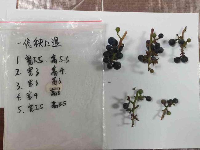 子代葡萄植株迎丰收 偷吃可入刑 珍稀植物科研用