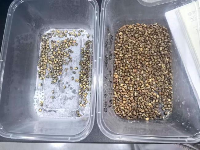 子代葡萄植株迎丰收 偷吃可入刑