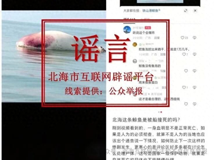 北海铁山港区鲸鱼死亡?官方辟谣