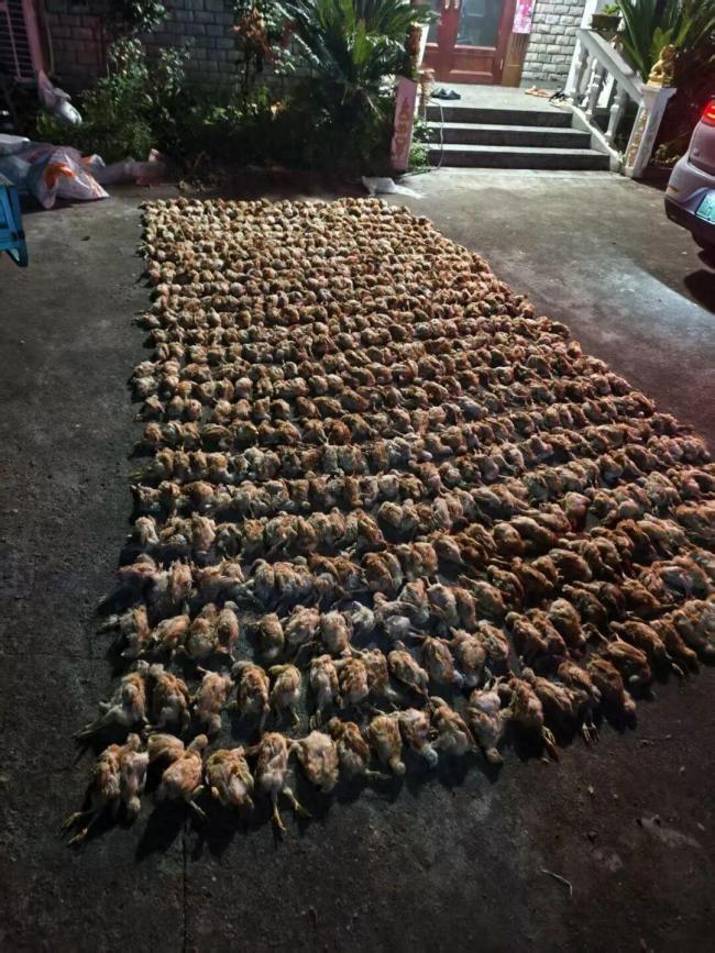 浙江猛禽深夜突然闯入鸡棚