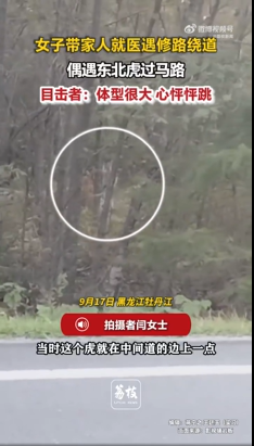 女子带家人就医偶遇东北虎 吓得心怦怦乱跳