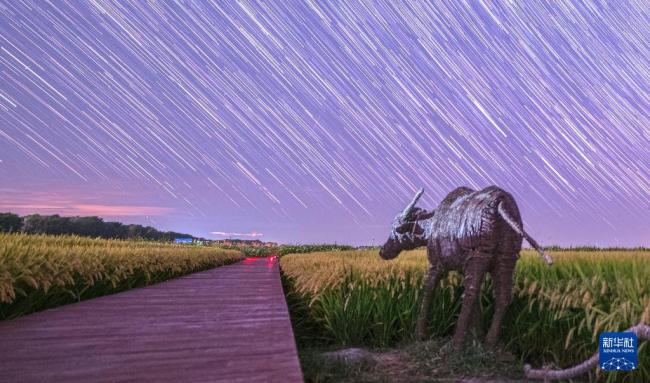 “北大仓”迎来丰收季 星空下的浪漫图景