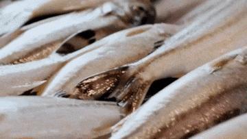 这回真的海鲜自由了 四大海域全面开渔