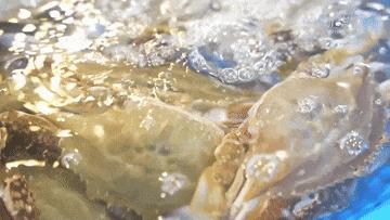 这回真的海鲜自由了 四大海域全面开渔
