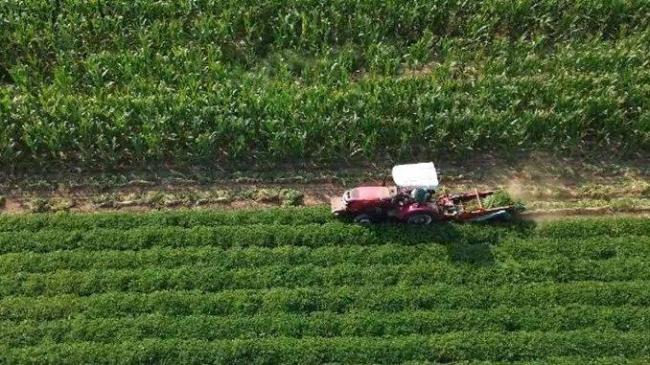 传世诗词里的丰收胜景