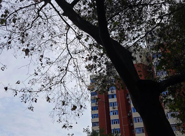 为什么今年北京的毛毛虫“存在感”这么强?雨多是原因之一