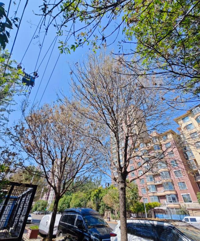 为什么今年北京的毛毛虫“存在感”这么强?雨多是原因之一 美国白蛾周期性高位