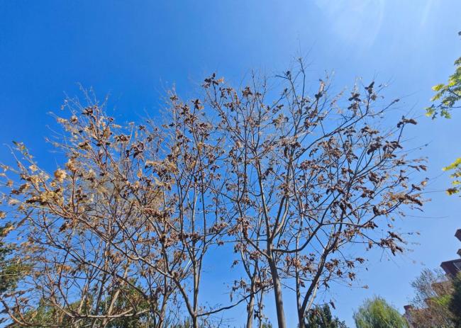 为什么今年北京的毛毛虫“存在感”这么强?雨多是原因之一 美国白蛾周期性高位